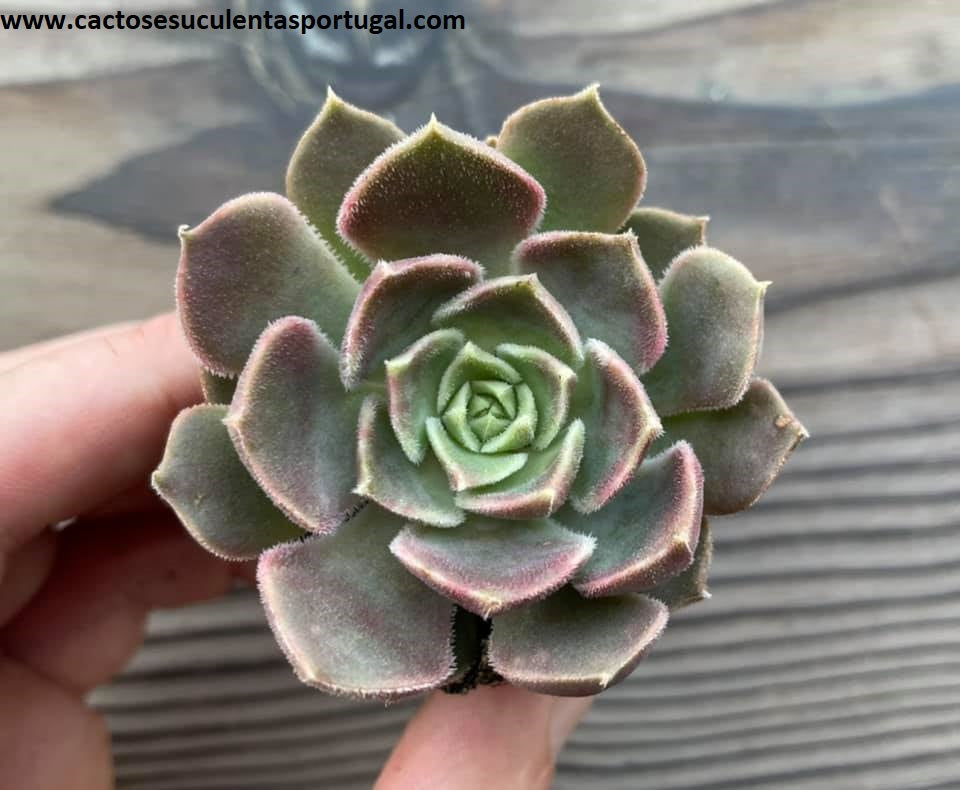 Echeveria brown pink