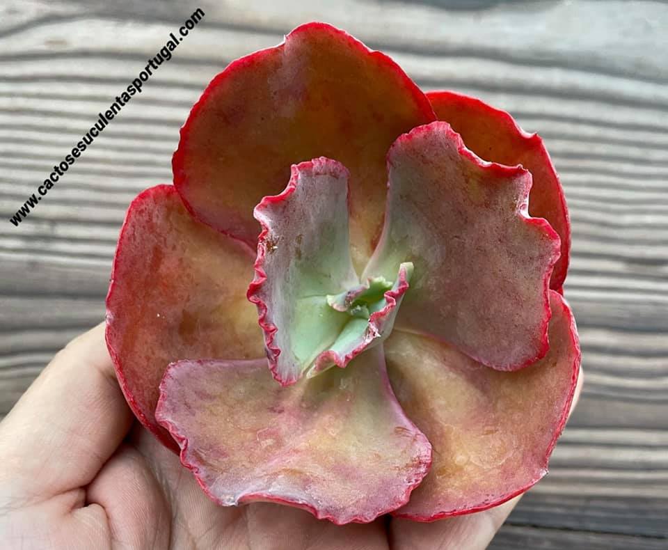 Echeveria campanulata spp.