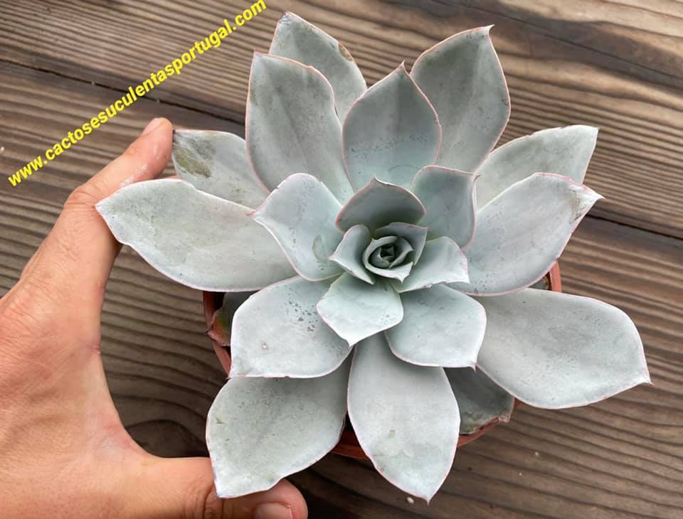 Echeveria cante 