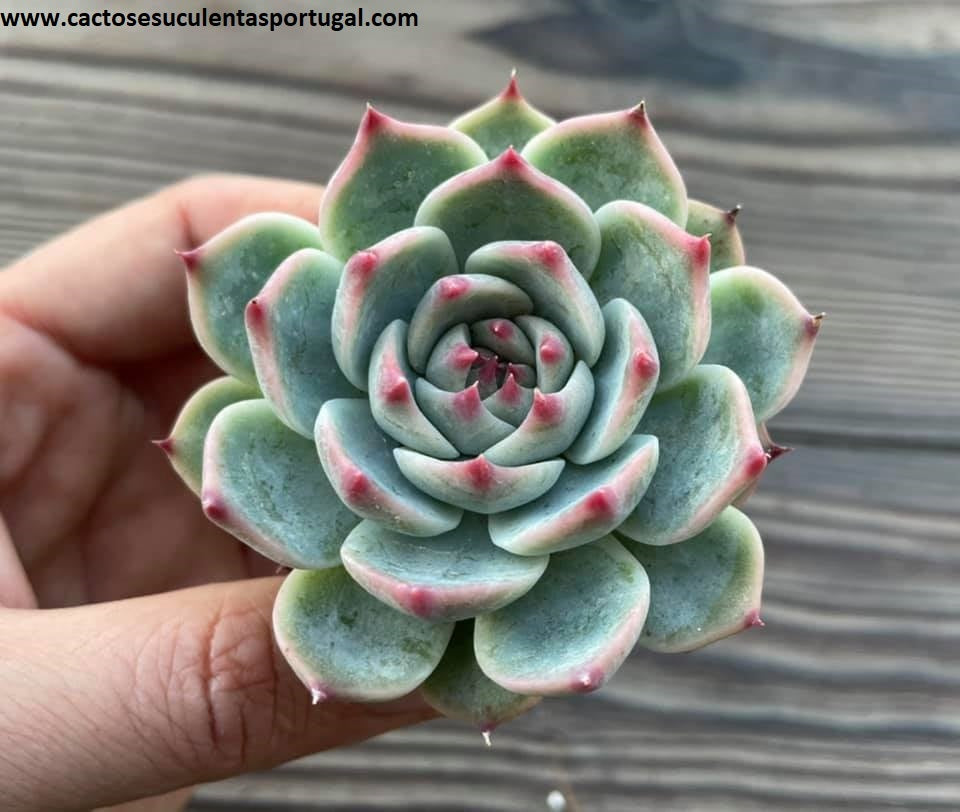 Echeveria chihuahuensis