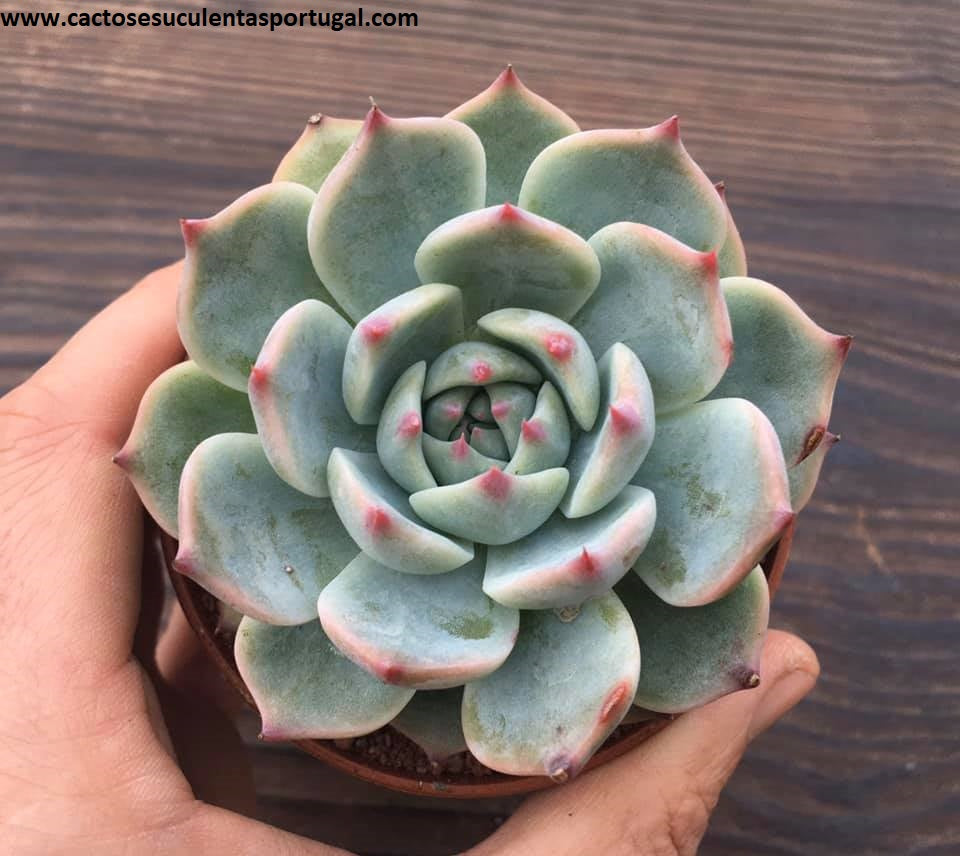 Echeveria chihuahuensis 
