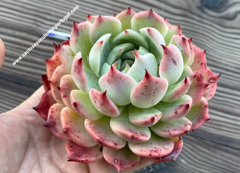 Echeveria chihuahuensis