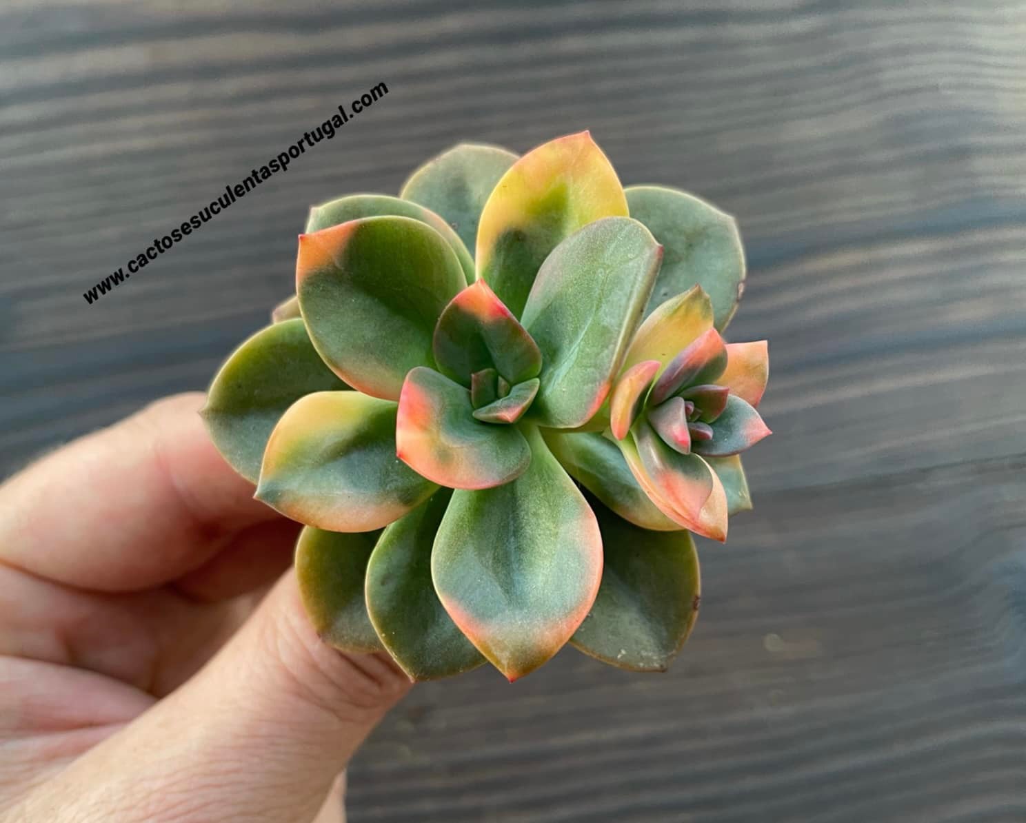 Echeveria chroma