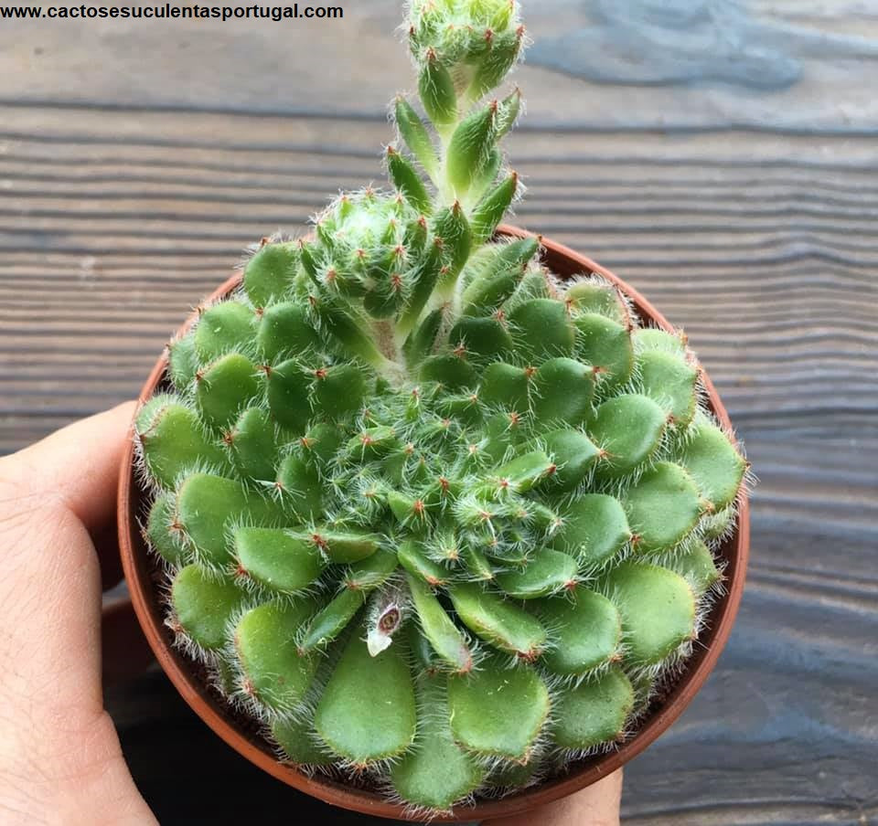 Echeveria Ciliata