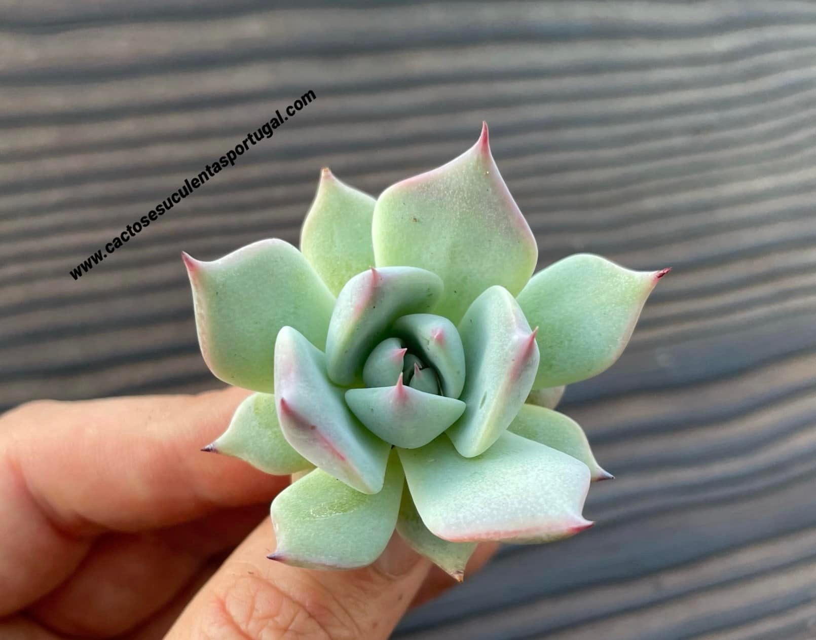 Echeveria colorata lindsayana