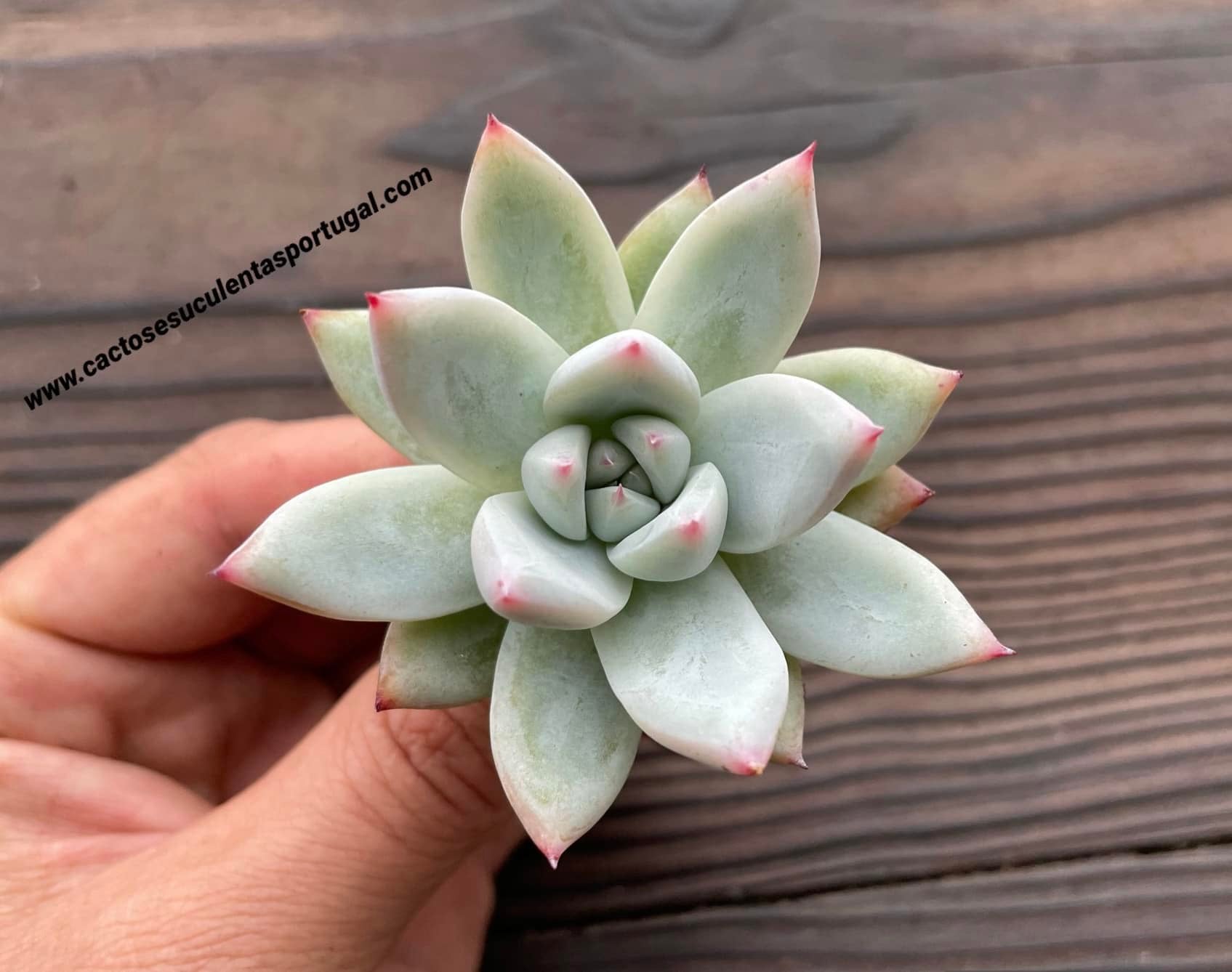 Echeveria colorata subs. tapalpa - 'colorata ice'