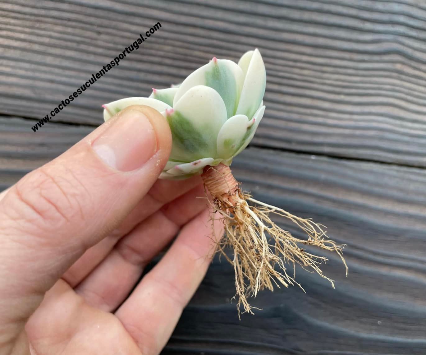 Echeveria compton carousel