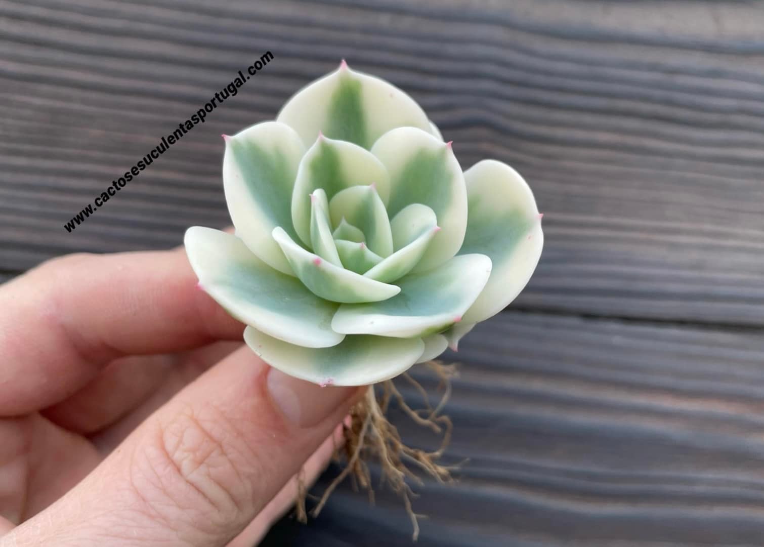 Echeveria compton carousel