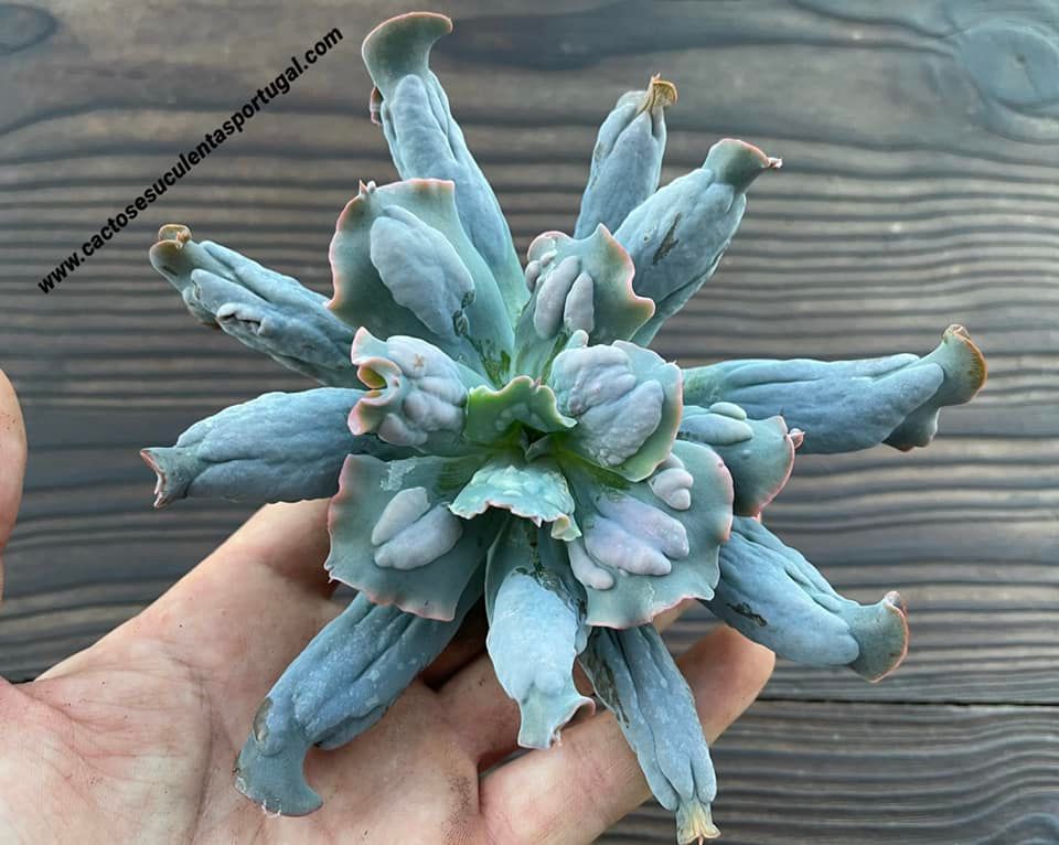 Echeveria culibra, clone 2019
