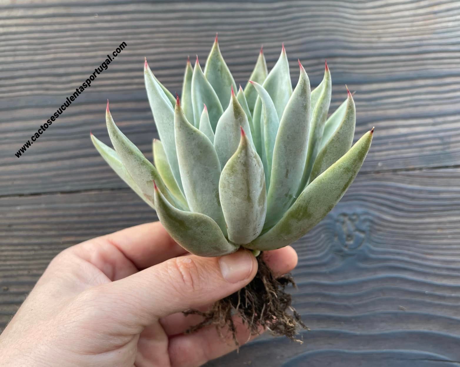 Echeveria cuspidata subs. long leaves