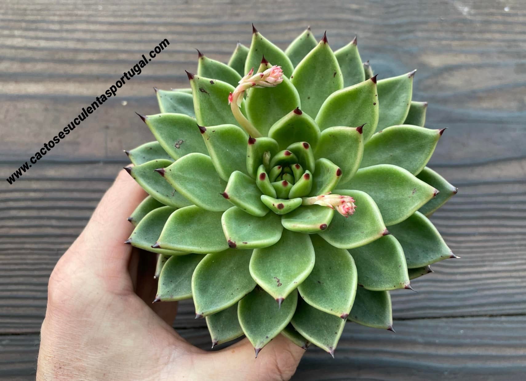 Echeveria cuspidata x Ebony