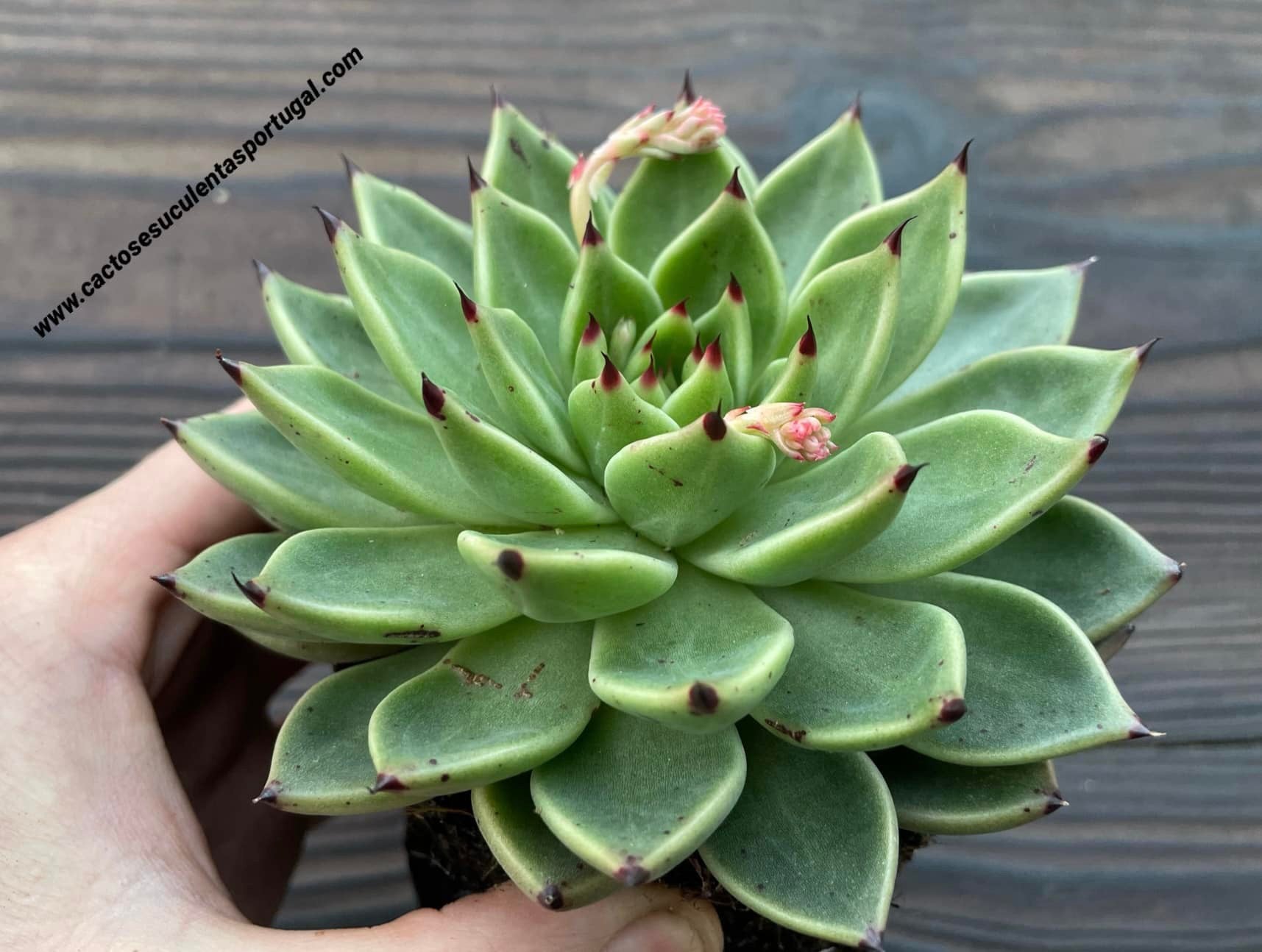 Echeveria cuspidata x Ebony