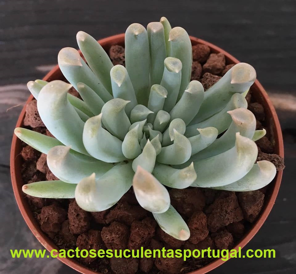 Echeveria Dagda Spp.