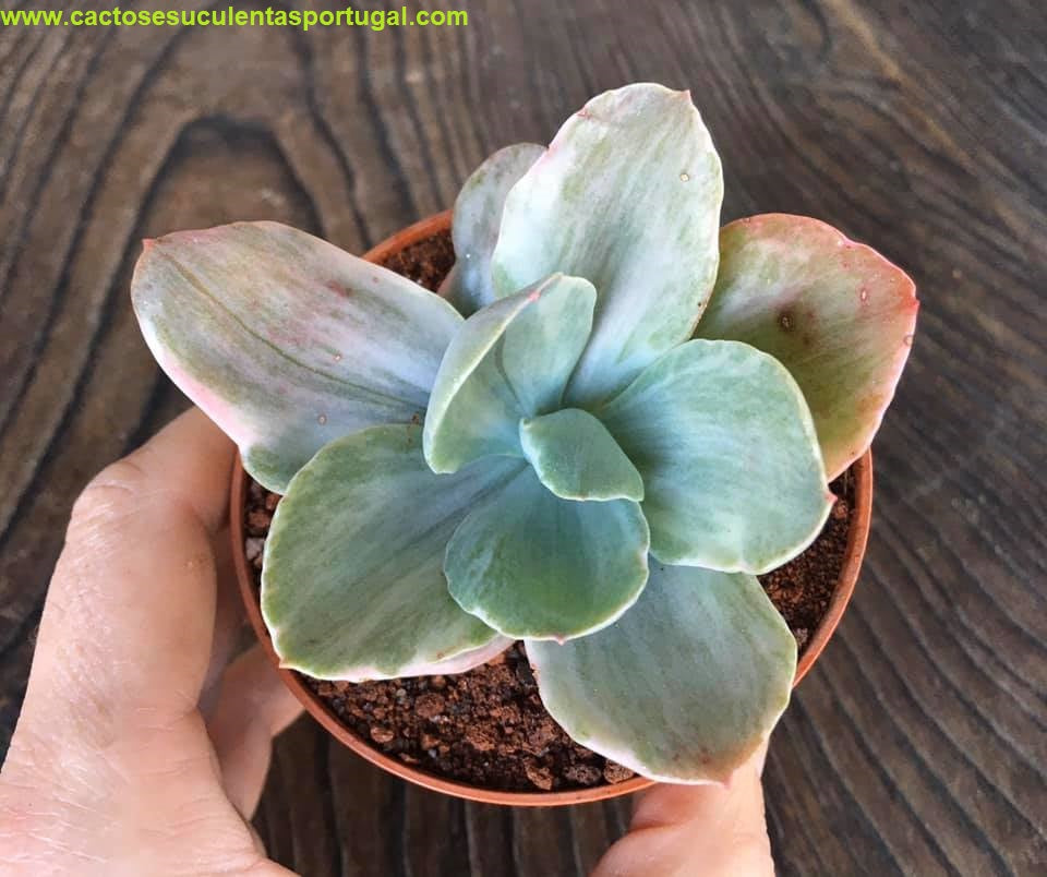 Echeveria Decora
