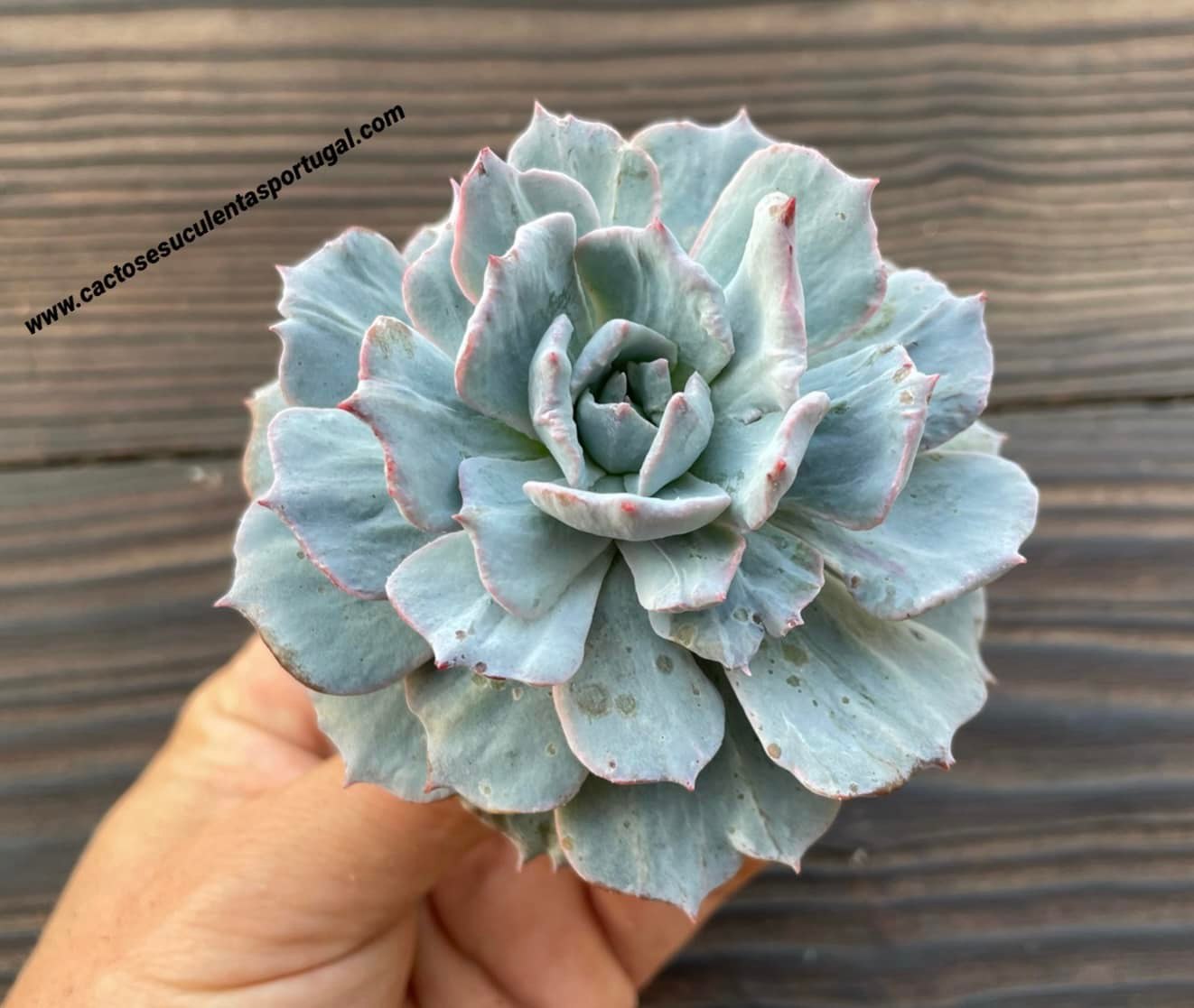 Echeveria desmetiana v. subsessilis form. monstruosa