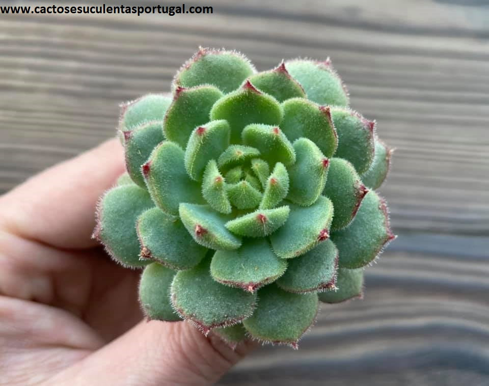 Echeveria derosa ‘Herr Herrsblute’