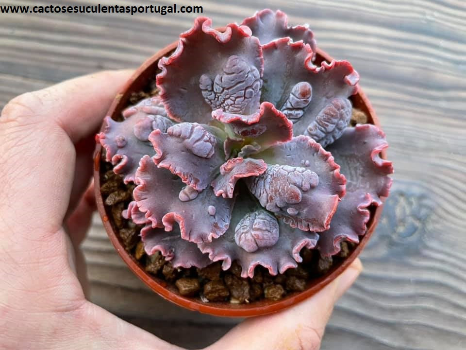 Echeveria dragonas
