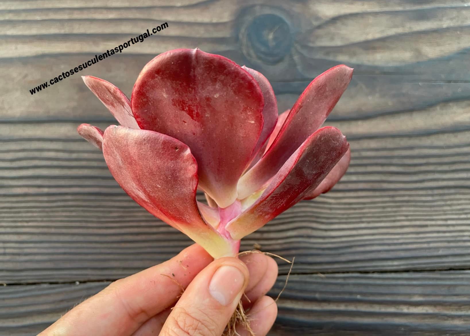 Echeveria ex. Charley Dubois ,Lote E.H 2020