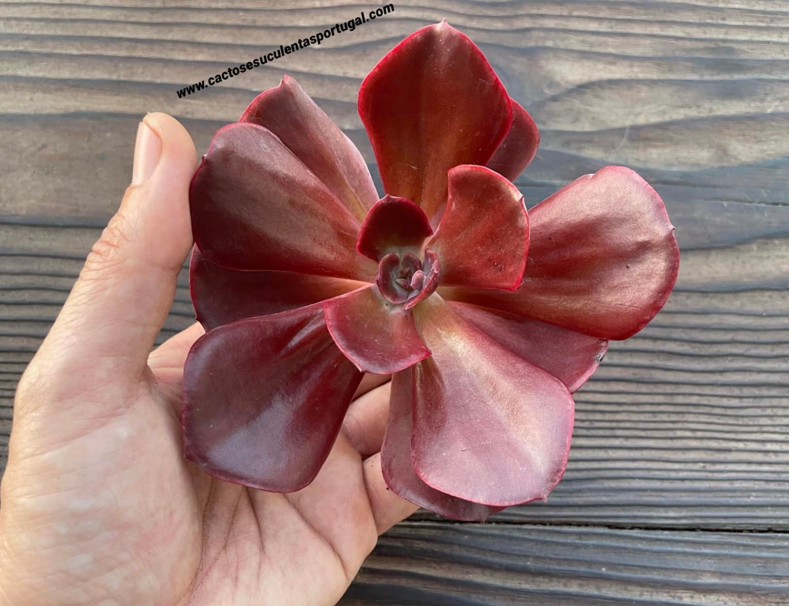 Echeveria ex. Charley Dubois ,Lote E.H 2020