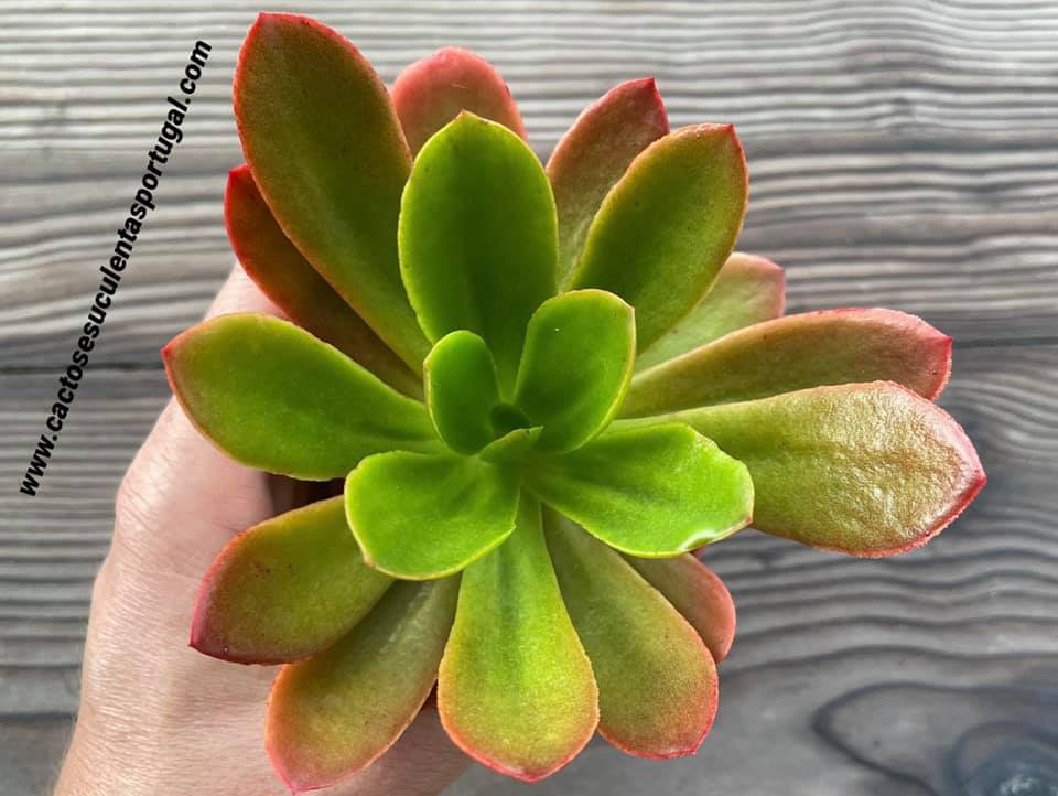 Echeveria fimbriata spp.