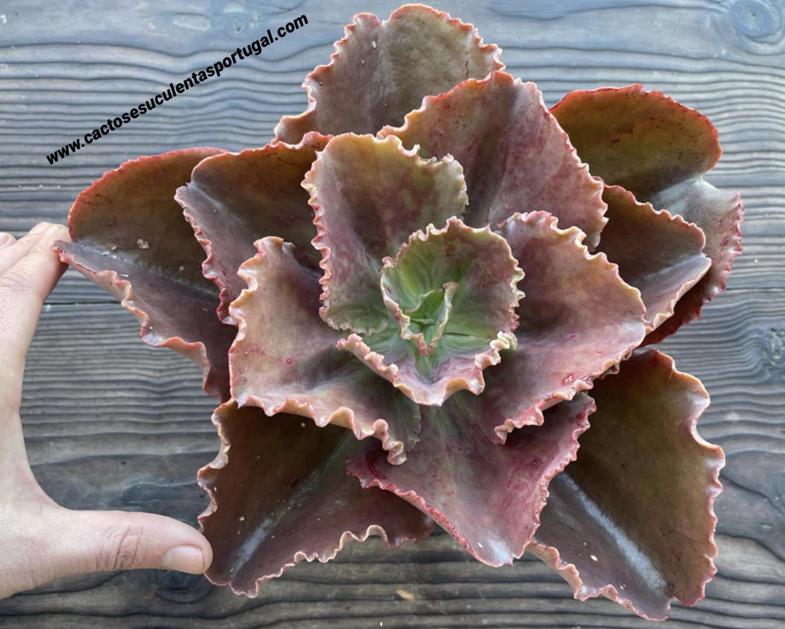 Echeveria gibbiflora 'Bittersweet'