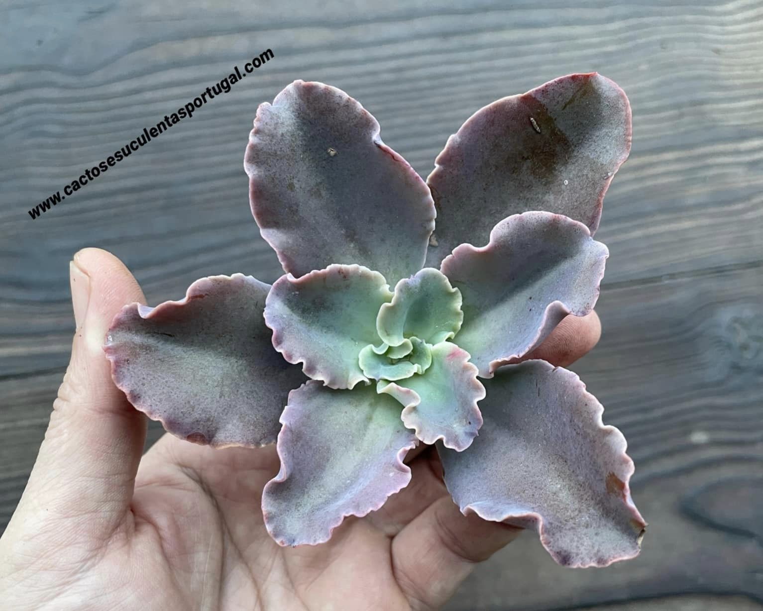 Echeveria gibbiflora 'Black Swan' (Rare)