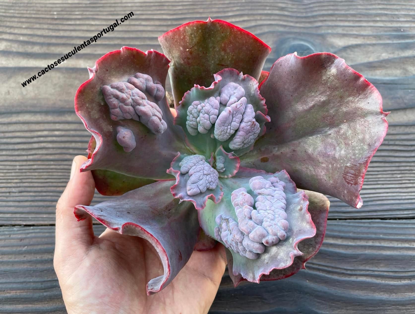 Echeveria gibbiflora 'Bumps'