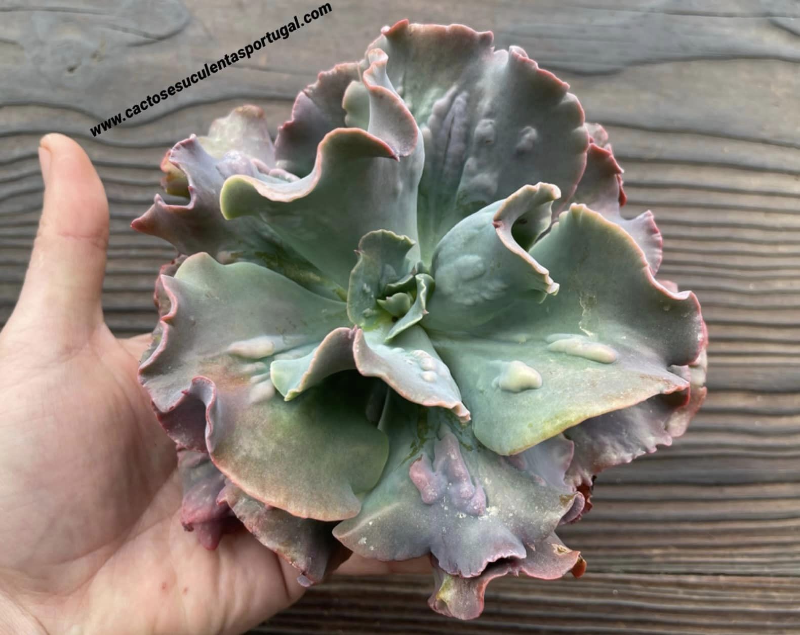 Echeveria gibbiflora 'Copahue'