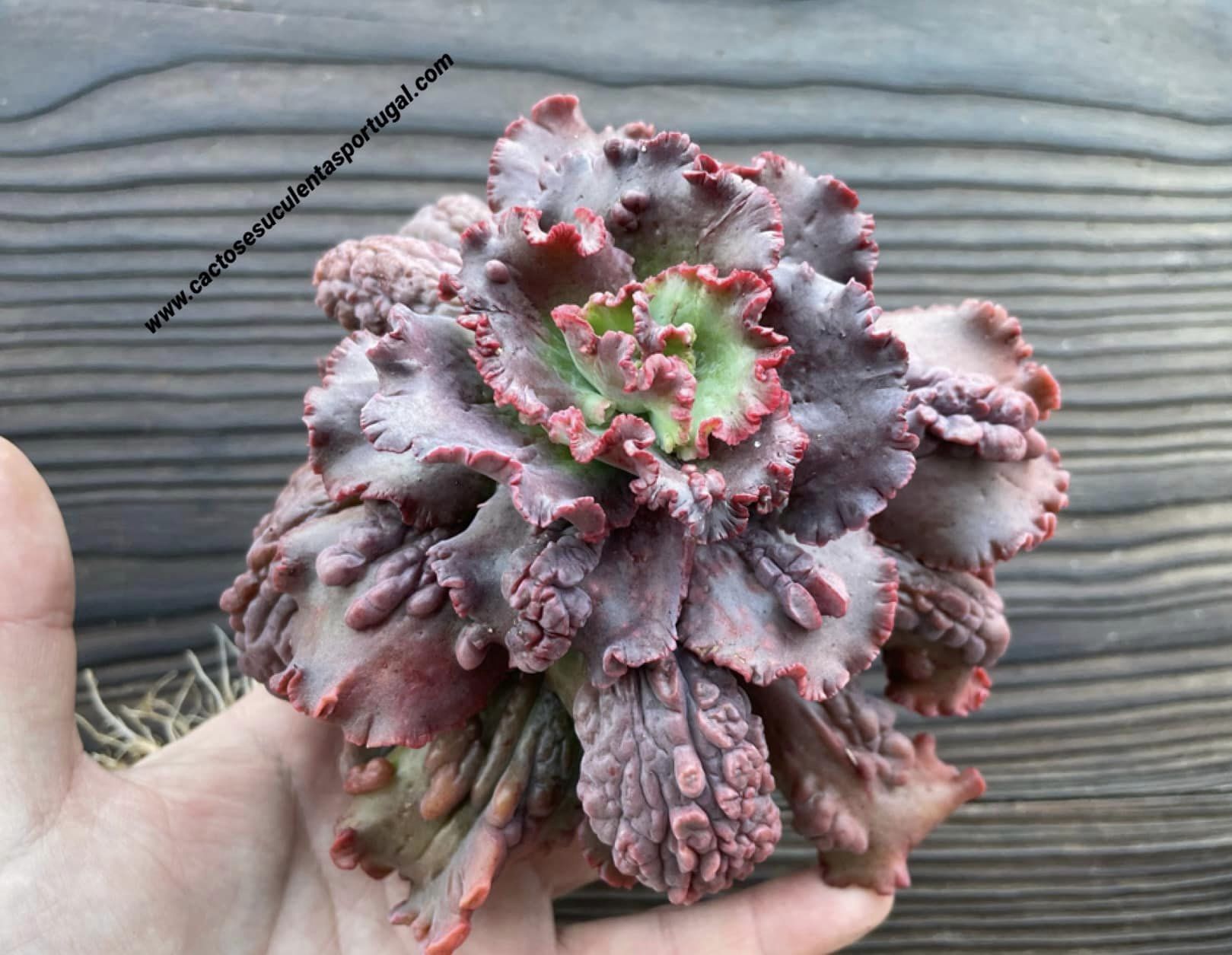 Echeveria gibbiflora 'Dragon Queen'