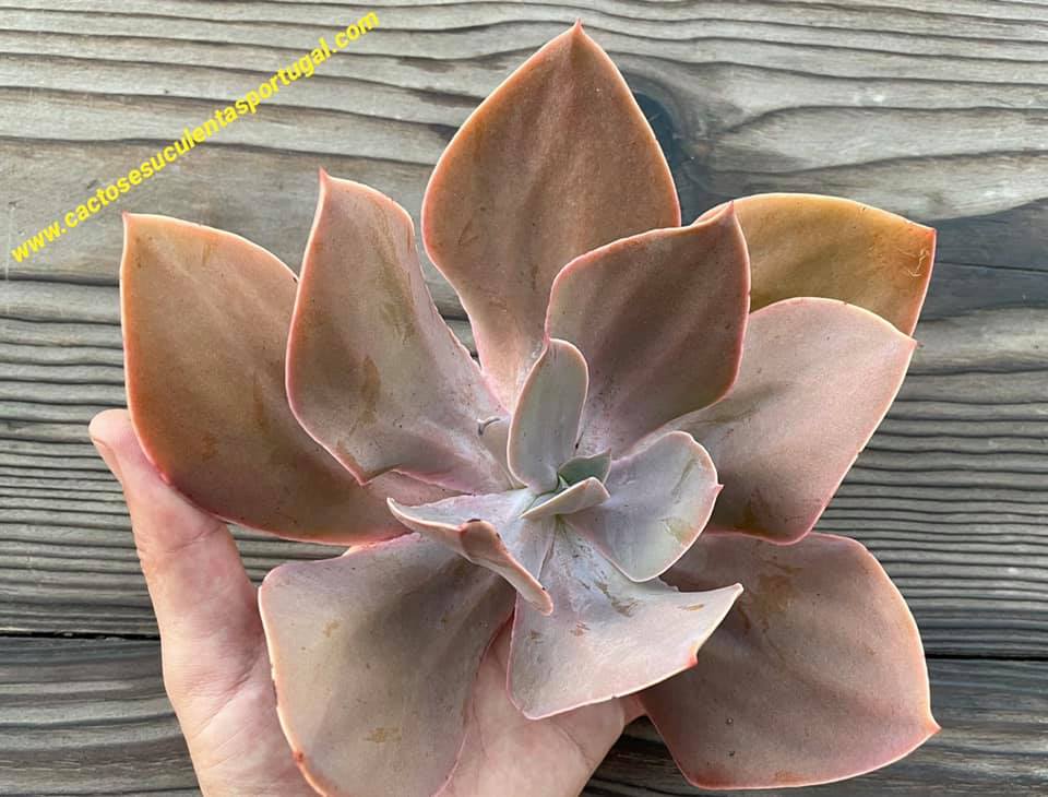 Echeveria gibbiflora 'Metallica'