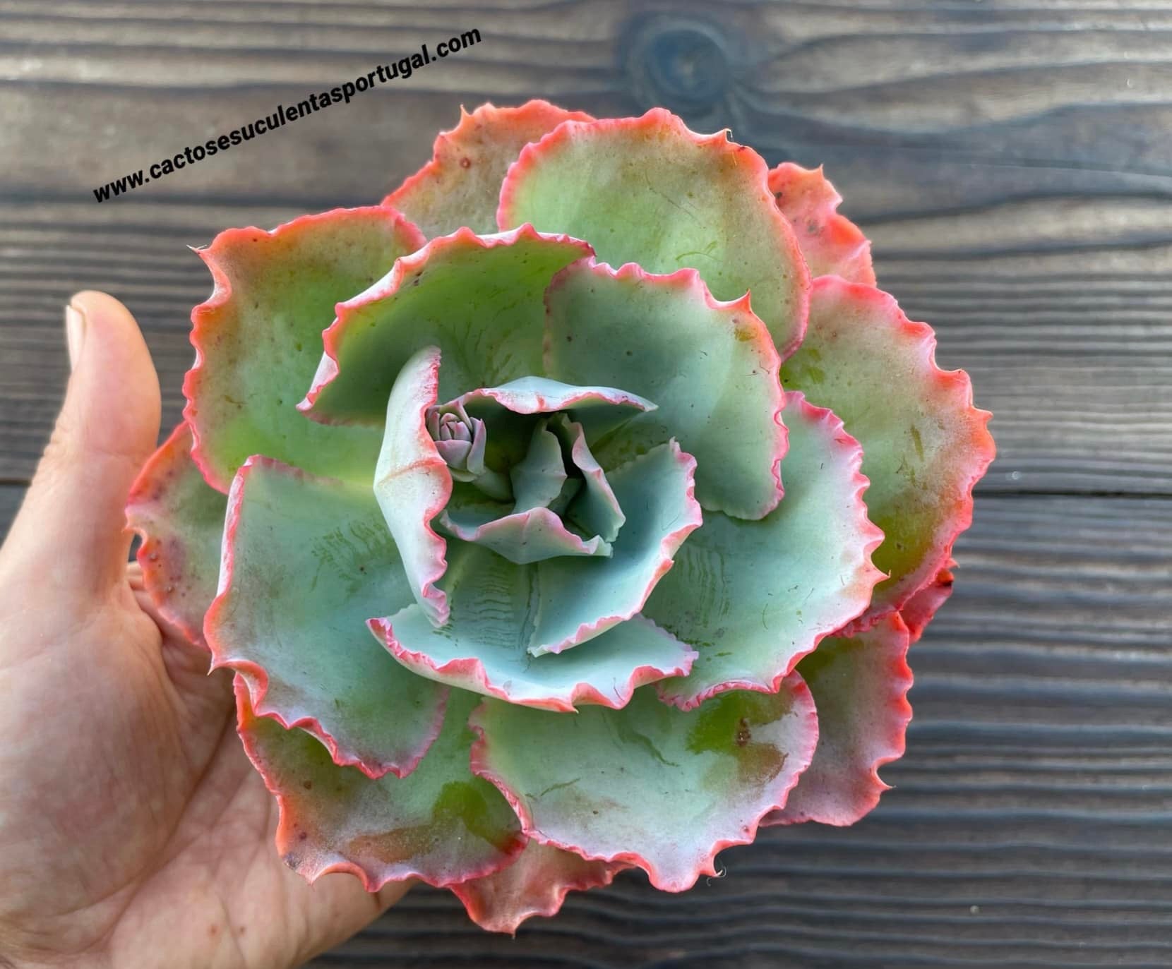 Echeveria gibbiflora 'Miss Sophie' (L)