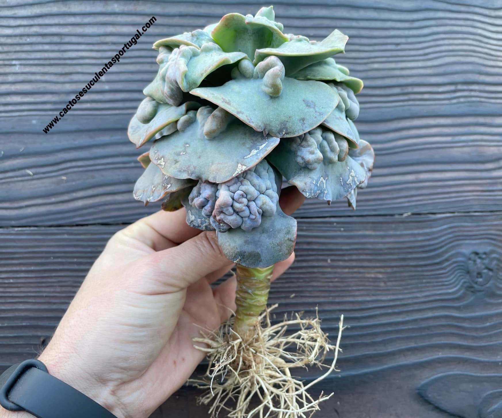 Echeveria gibbiflora `Paul Bunyan´
