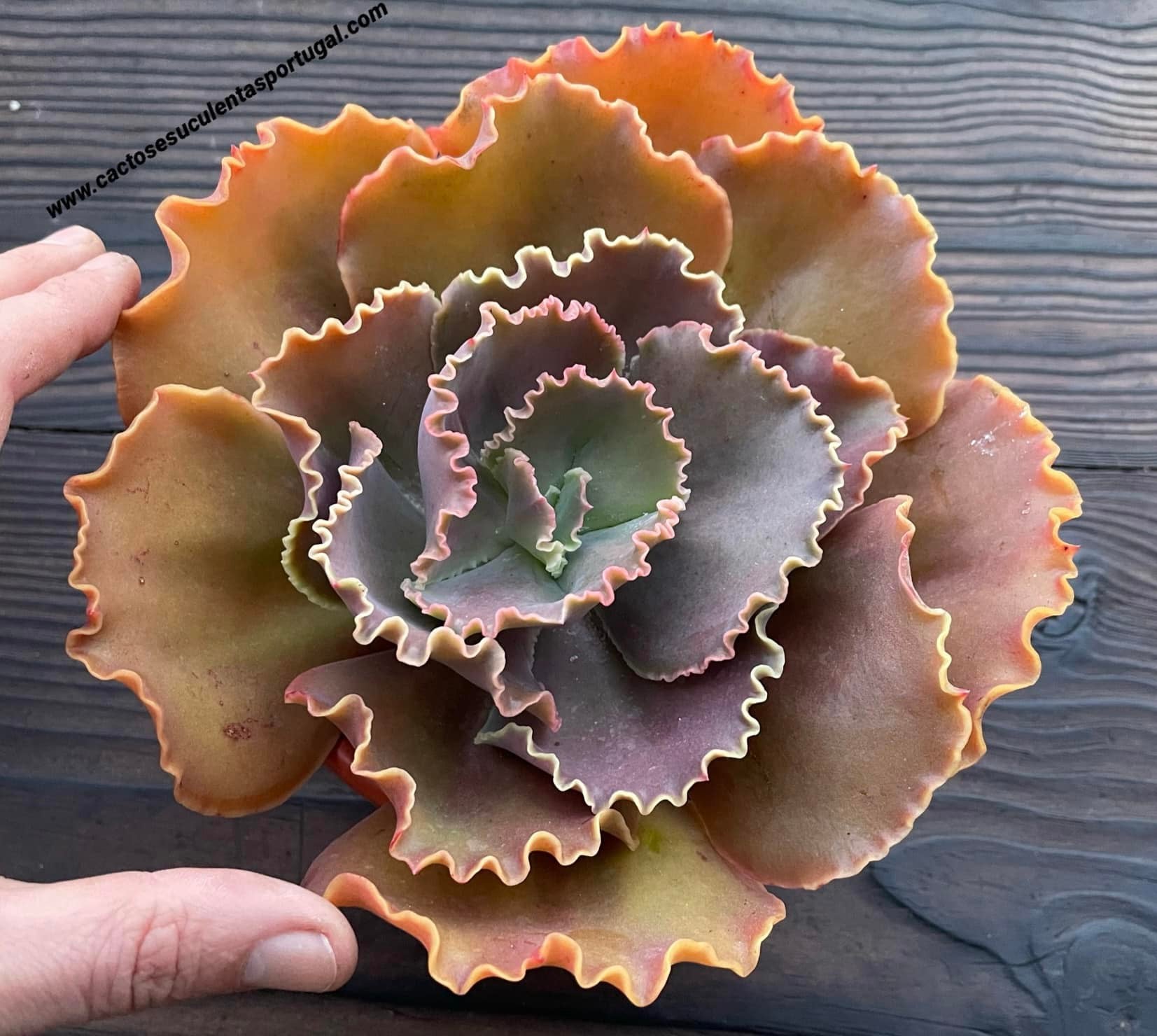 Echeveria gibbiflora ‘Sunset Frills‘, RARE