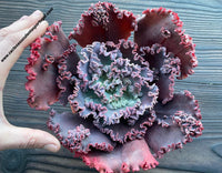 Echeveria gibbiflora ‘Violet Coral‘