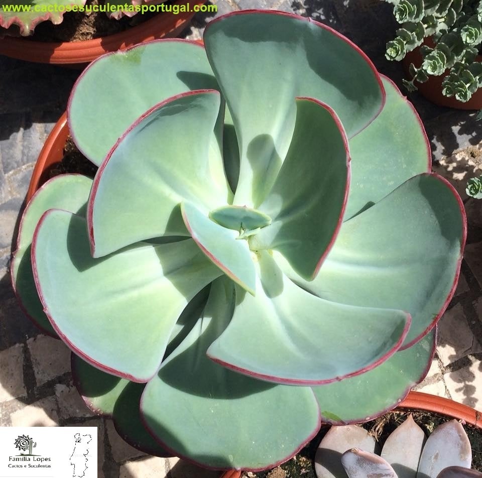 Echeveria gigantea Rose & Purpus