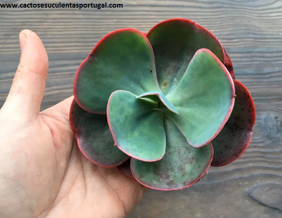Echeveria gigantea Rose & Purpus