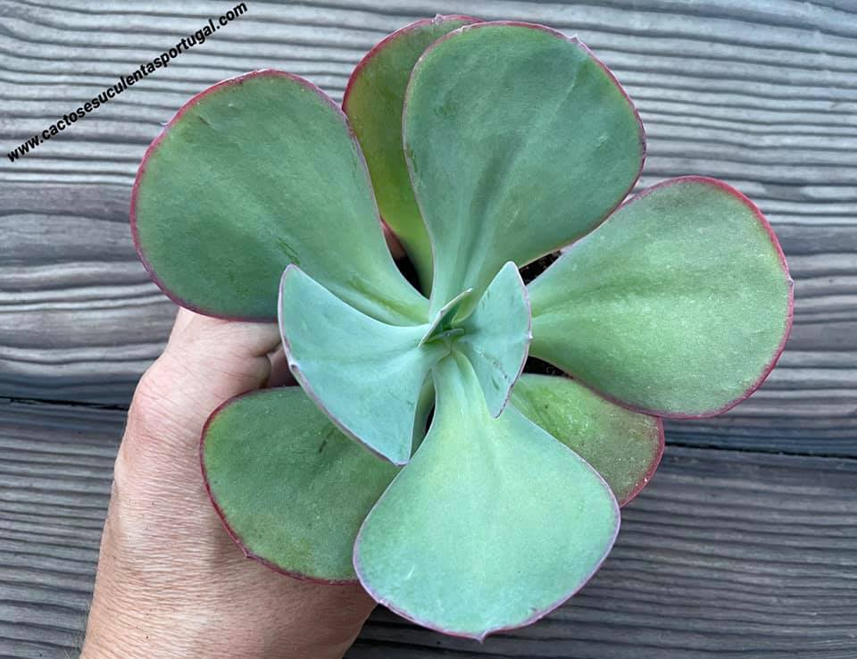 Echeveria gigantea Rose & Purpus