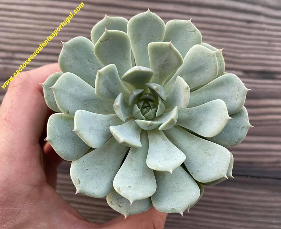 Echeveria globulosa 'Moran'