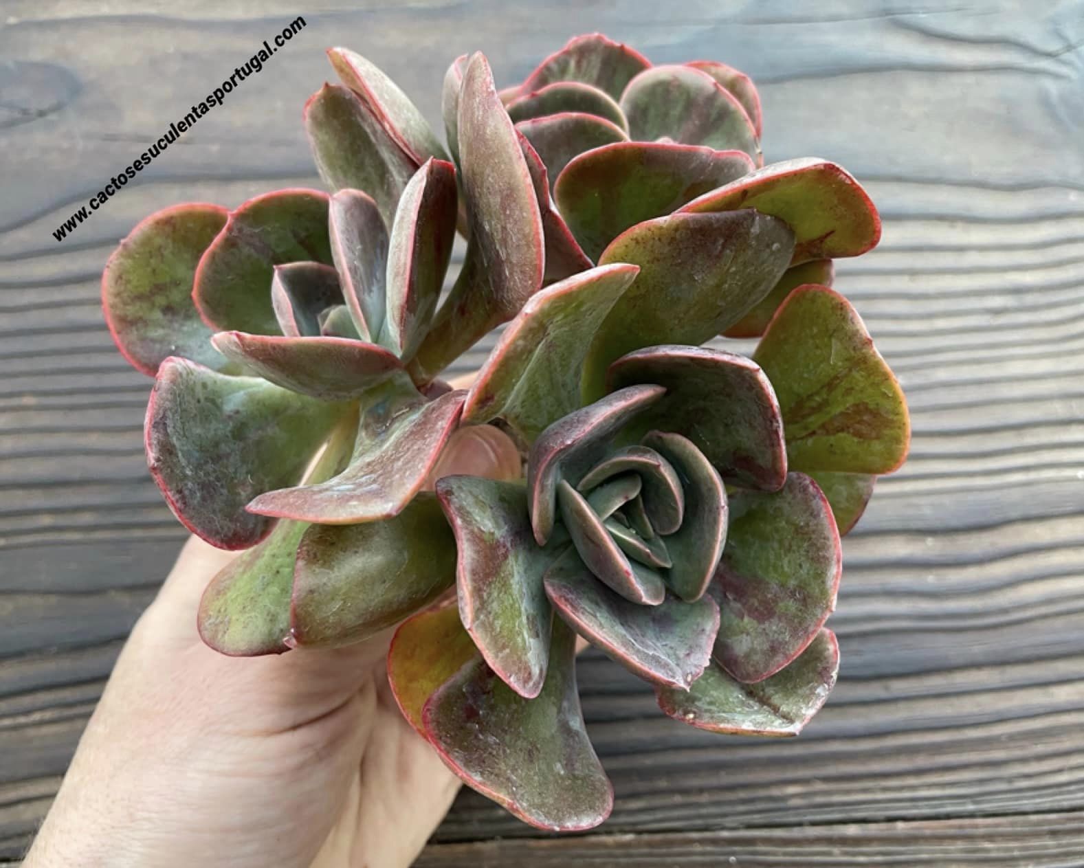 Echeveria goiabinha form. bouquet