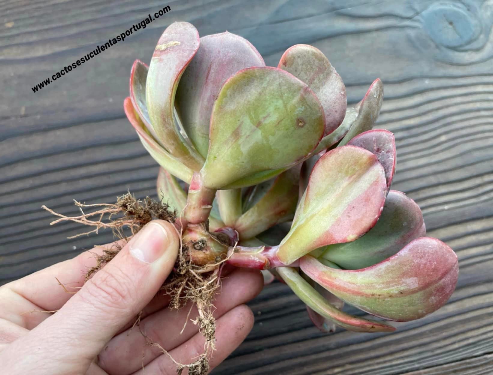 Echeveria goiabinha form. bouquet
