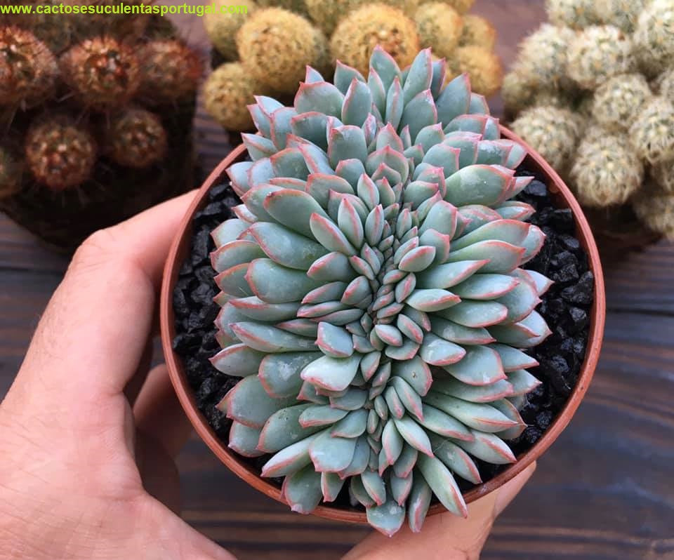 Echeveria "Hercules" form cristata