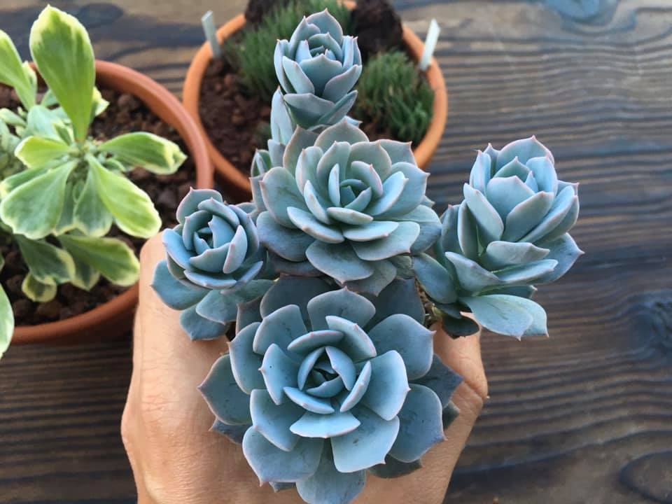 Echeveria hib. "Blue Blush Bouquet"