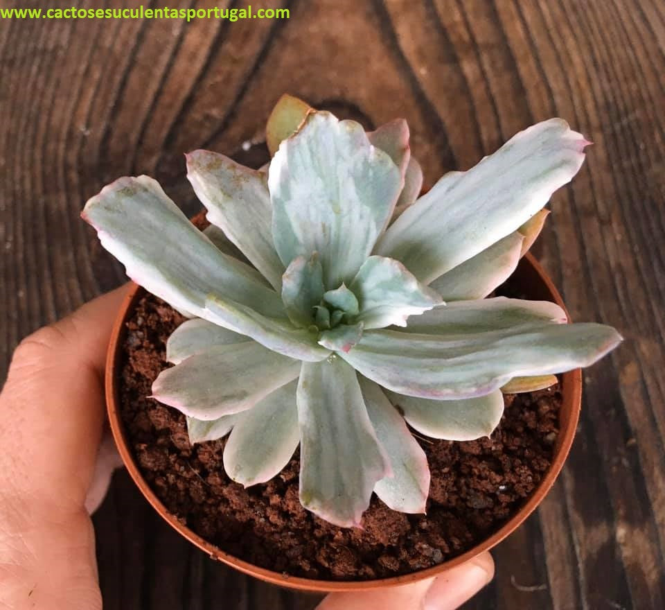 Echeveria hoveyi variegata