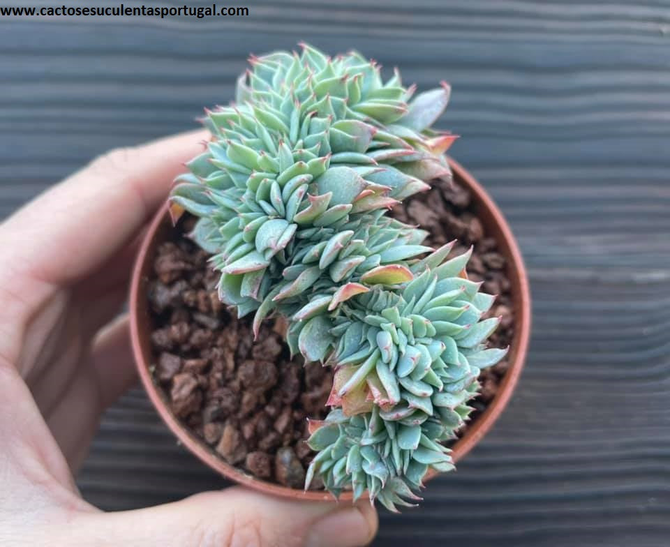 Echeveria kirov form. cristata
