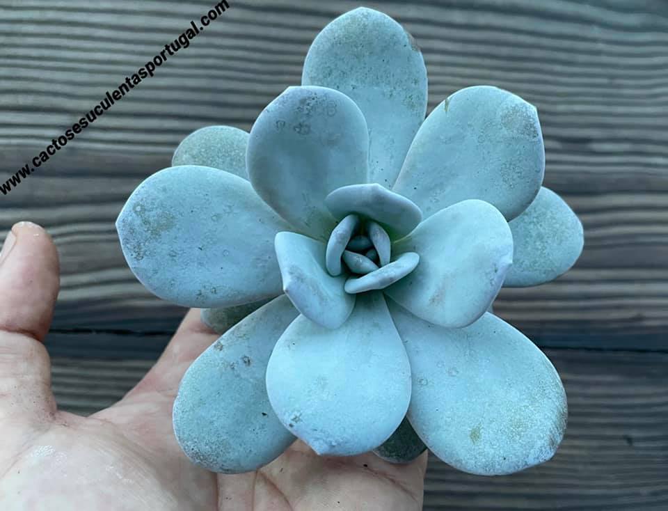 Echeveria laui