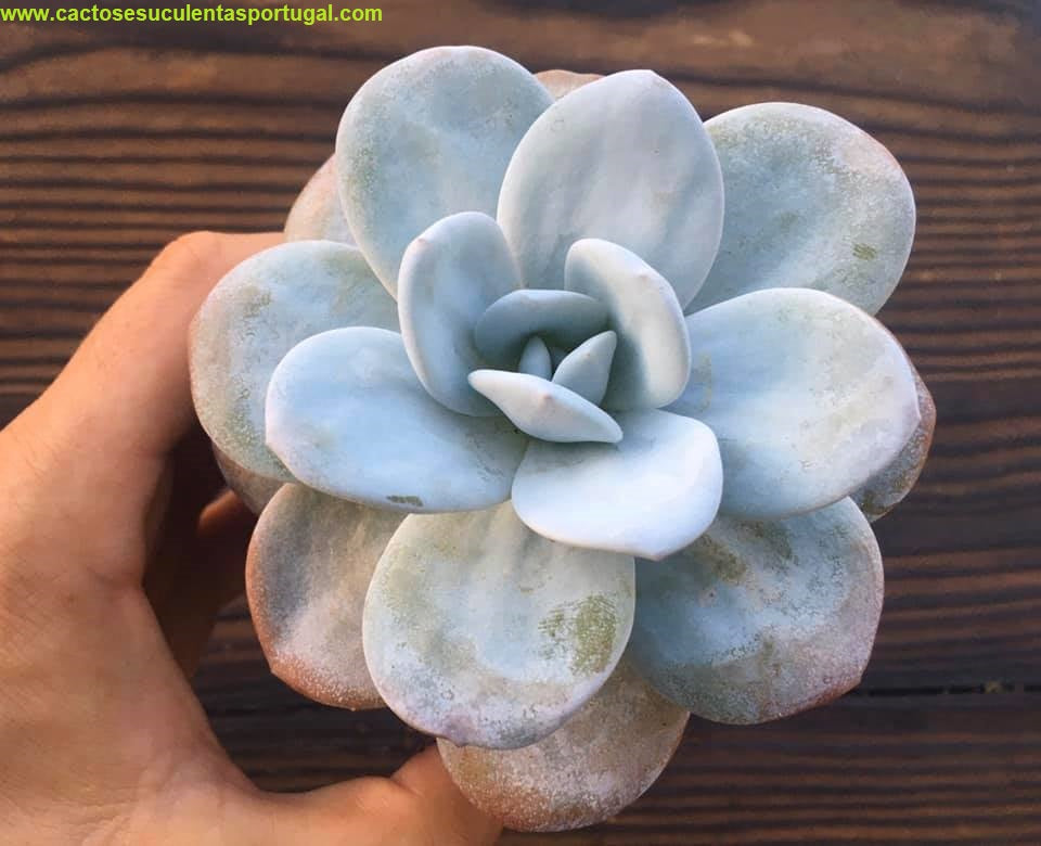Echeveria laui
