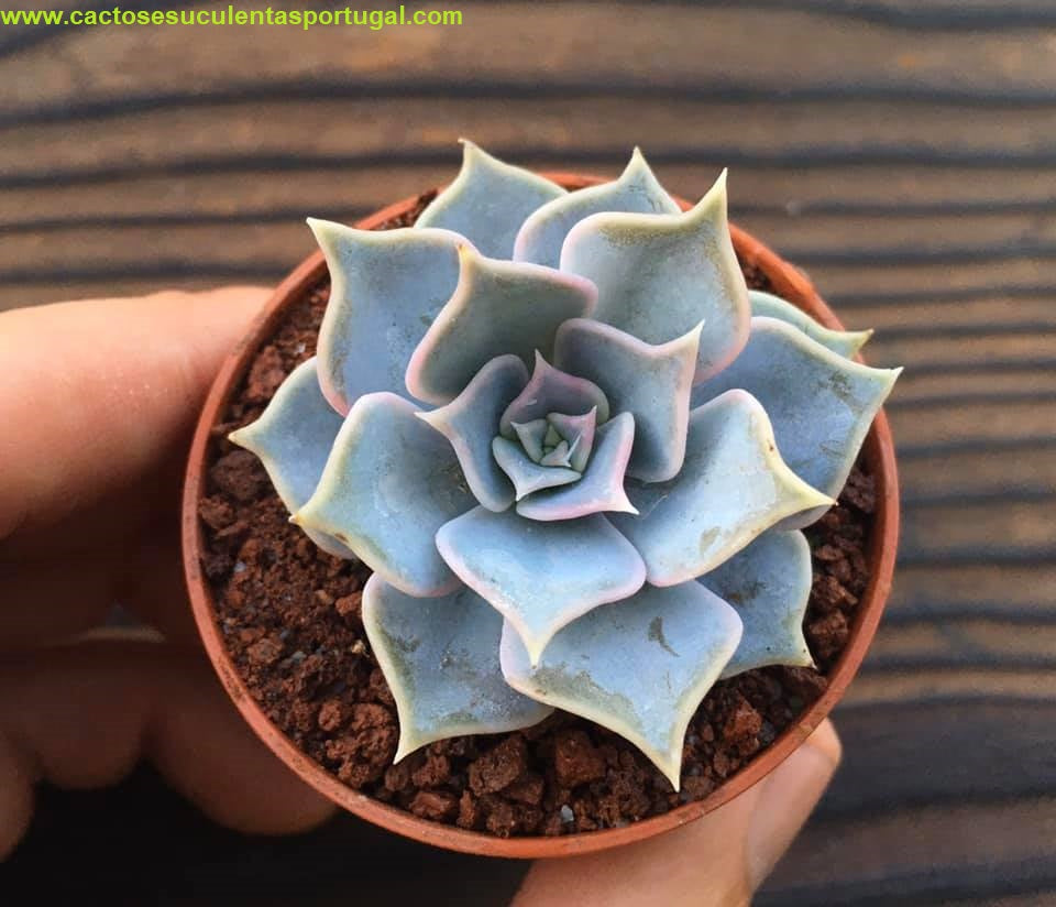 Echeveria Lilacina 