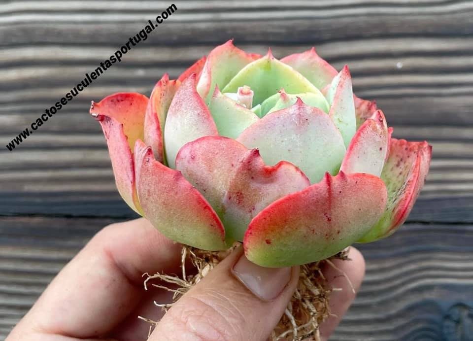 Echeveria loves light form. compacta