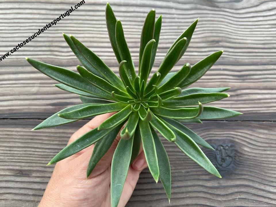 Echeveria lutea spp. green