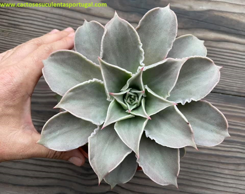 Echeveria madiba